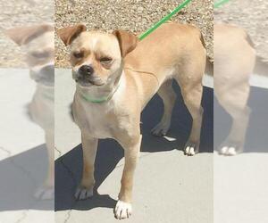 Chug Dogs for adoption in Tehachapi, CA, USA