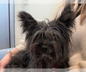 Mutt Dogs for adoption in Pueblo, CO, USA