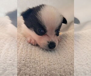 Pomimo Dogs for adoption in Princeton, MN, USA