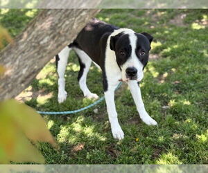 Bluetick Coonhound-Unknown Mix Dogs for adoption in Tulsa, OK, USA