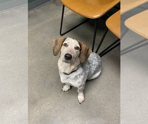 Basset Hound-Unknown Mix Dogs for adoption in Omaha, NE, USA