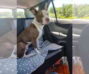 Mutt Dogs for adoption in Utica, NY, USA