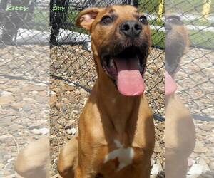 Bullboxer Pit Dogs for adoption in Oskaloosa, IA, USA
