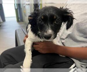 Chihuahua Dogs for adoption in Rancho Cucamonga, CA, USA