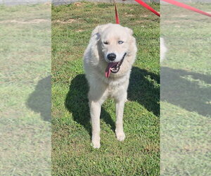 Pyrenees Husky Dogs for adoption in Monterey, VA, USA