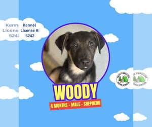 German Shepherd Dog Dogs for adoption in Stroudsburg, PA, USA
