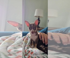 Chihuahua Dogs for adoption in Kannapolis, NC, USA