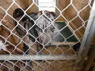 Medium Photo #1 Catahoula Leopard Dog Puppy For Sale in Georgetown, TX, USA