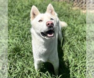 Siberian Husky Dogs for adoption in Modesto, CA, USA