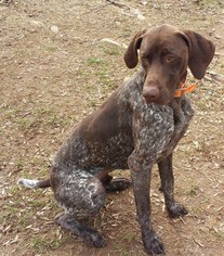 German Shorthaired Pointer Dogs for adoption in Temple, GA, USA