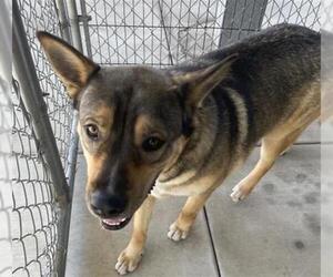 German Shepherd Dog-Unknown Mix Dogs for adoption in Redlands, CA, USA