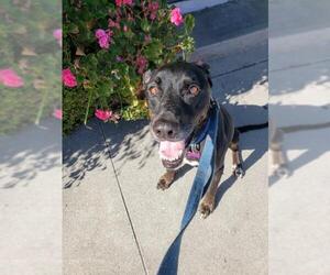 Labrador Retriever Dogs for adoption in Redondo Beach, CA, USA