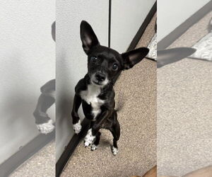 Chihuahua Dogs for adoption in Sanford, FL, USA