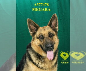 German Shepherd Dog Dogs for adoption in Stockton, CA, USA