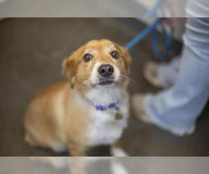 Cocker Spaniel-Unknown Mix Dogs for adoption in Mountain Home, AR, USA