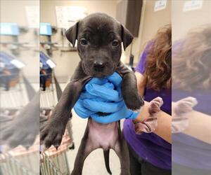 American Pit Bull Terrier Dogs for adoption in Conroe, TX, USA