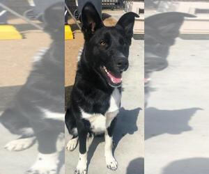 Borador Dogs for adoption in Canyon Country, CA, USA
