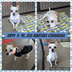 Chihuahua Dogs for adoption in Mesa, AZ, USA