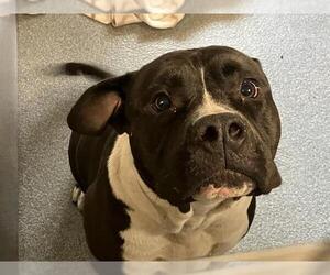 American Pit Bull Terrier Dogs for adoption in Orange, CA, USA