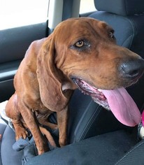 Medium Photo #1 Redbone Coonhound Puppy For Sale in Rockaway, NJ, USA