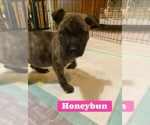 American Staffordshire Terrier-Unknown Mix Dogs for adoption in Wenonah, NJ, USA