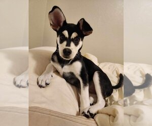 Huskies -Labrador Retriever Mix Dogs for adoption in Louise, TX, USA