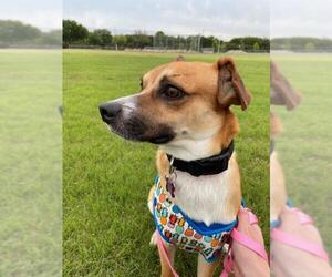 Beagi Dogs for adoption in Richardson, TX, USA