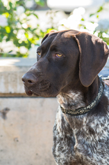 German Shorthaired Pointer Dogs for adoption in Lakeport, CA, USA