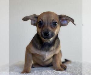 Chiweenie Dogs for adoption in Austin, TX, USA