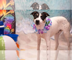 Mutt Dogs for adoption in Pottstown, PA, USA