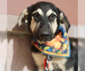 German Shepherd Dog Dogs for adoption in San Antonio, TX, USA