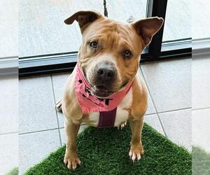 American Staffordshire Terrier Dogs for adoption in Fort Lauderdale, FL, USA