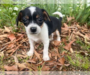 Chihuahua-Unknown Mix Dogs for adoption in Forest, VA, USA
