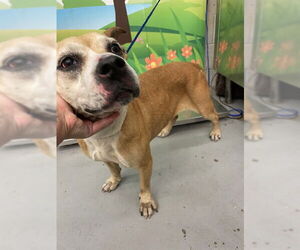 American Staffordshire Terrier-Unknown Mix Dogs for adoption in Waco, TX, USA