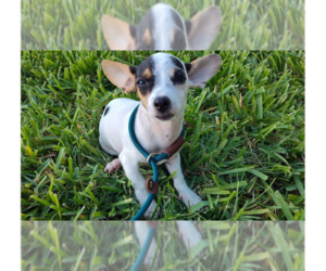 Chihuahua-Unknown Mix Dogs for adoption in New York, NY, USA
