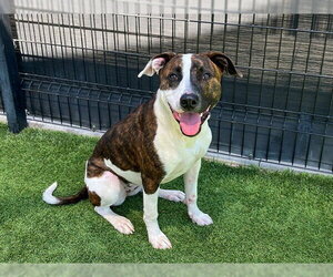 Mutt Dogs for adoption in Orange, CA, USA