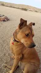 German Shepherd Dog-Staffordshire Bull Terrier Mix Dogs for adoption in Chino, CA, USA