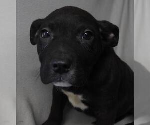 Labrador Retriever-Unknown Mix Dogs for adoption in Thief River Falls, MN, USA