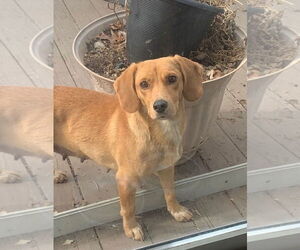 Beagle Dogs for adoption in Wheaton, IL, USA