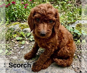 Poodle (Miniature)-Unknown Mix Dogs for adoption in Studio City, CA, USA