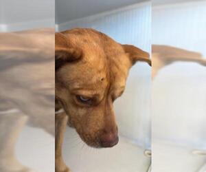 Gerberian Shepsky Dogs for adoption in Houston, TX, USA