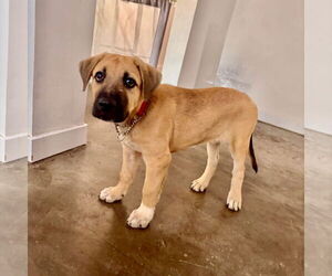 Mastiff-Unknown Mix Dogs for adoption in Goodyear, AZ, USA