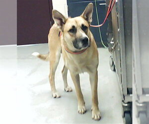 Gerberian Shepsky Dogs for adoption in Fayetteville, NC, USA