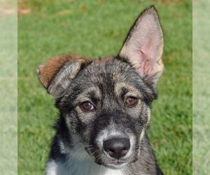 German Shepherd Dog-Huskies  Mix Dogs for adoption in Huntley, IL, USA