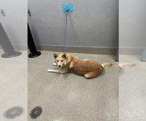 German Shepherd Dog-Unknown Mix Dogs for adoption in Las Vegas, NV, USA