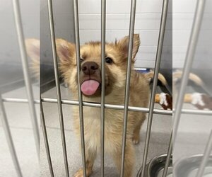 Huskies -Unknown Mix Dogs for adoption in Grasswood, Saskatchewan, Canada