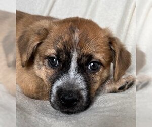 Medium Photo #1 Mutt Puppy For Sale in Laramie, WY, USA