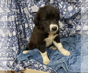 Mutt Dogs for adoption in Modesto, CA, USA