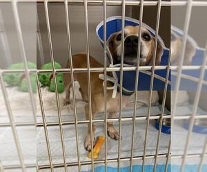 Dachshund Dogs for adoption in Virginia Beach, VA, USA