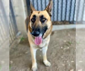 German Shepherd Dog Dogs for adoption in Riverside, CA, USA
